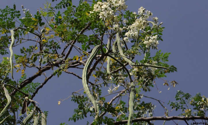 Growing Moringa: The Majestic Drumstick Tree