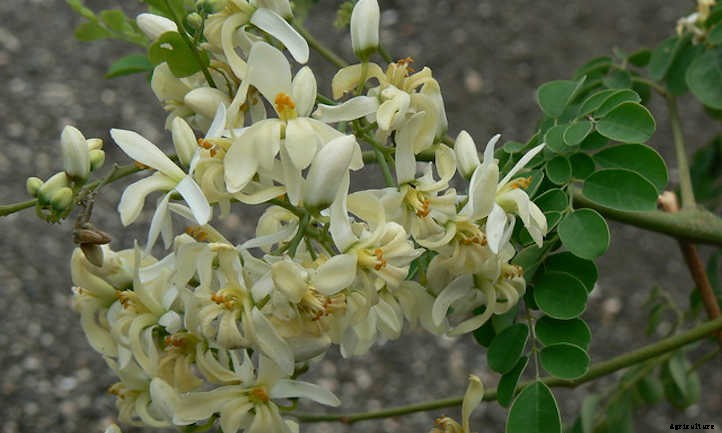 Growing Moringa: The Majestic Drumstick Tree