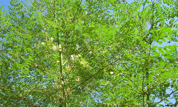 Growing Moringa: The Majestic Drumstick Tree