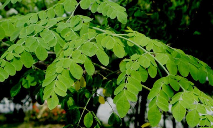 Growing Moringa: The Majestic Drumstick Tree