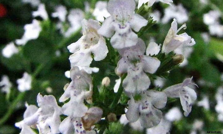 Calamint: How to Grow Aromatic Flowering Clouds