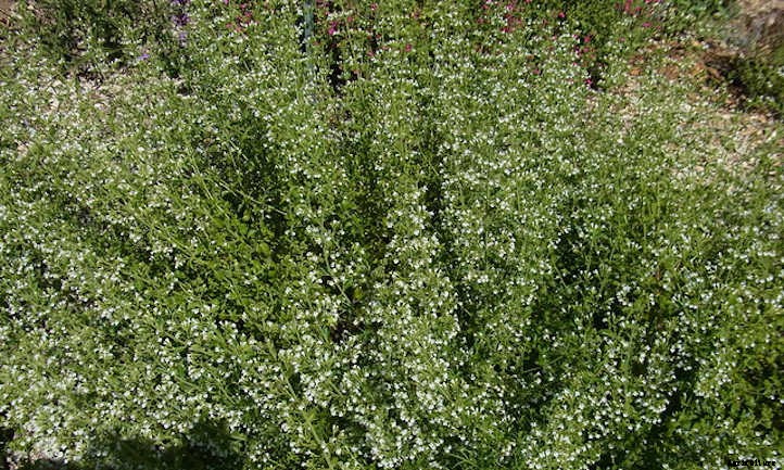 Calamint: How to Grow Aromatic Flowering Clouds