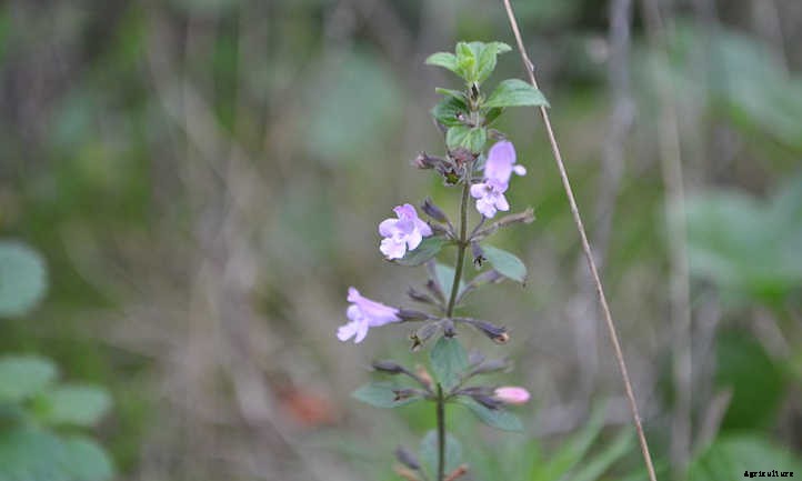Calamint: How to Grow Aromatic Flowering Clouds