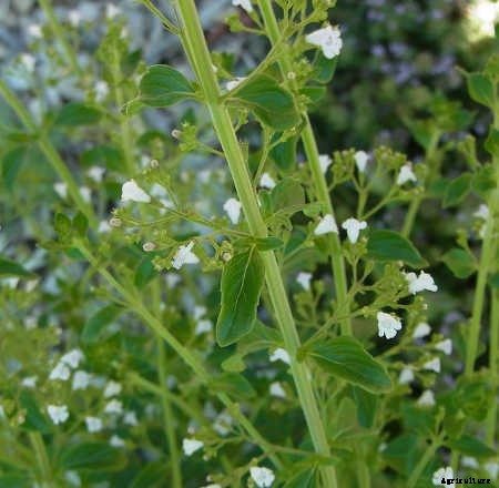 Calamint: How to Grow Aromatic Flowering Clouds