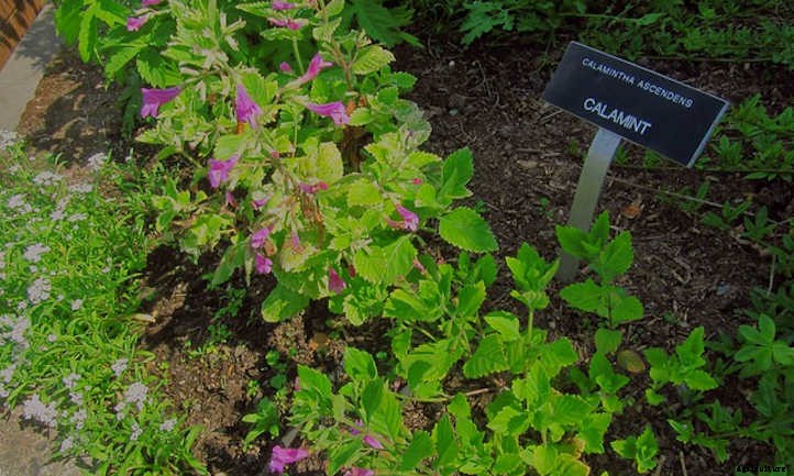 Calamint: How to Grow Aromatic Flowering Clouds