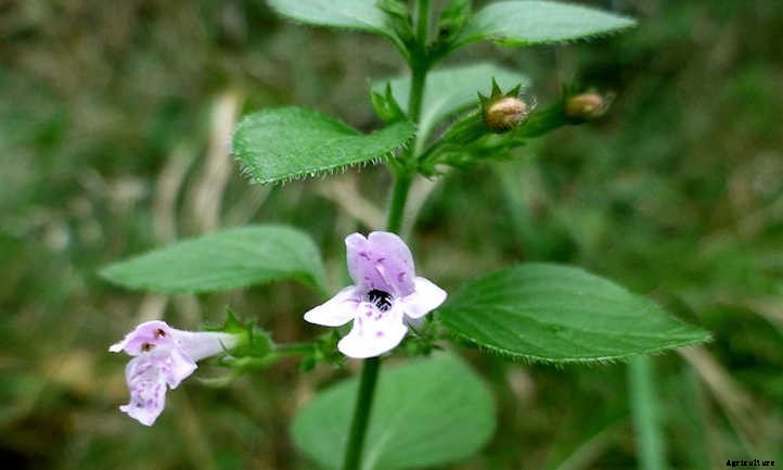 Calamint: How to Grow Aromatic Flowering Clouds