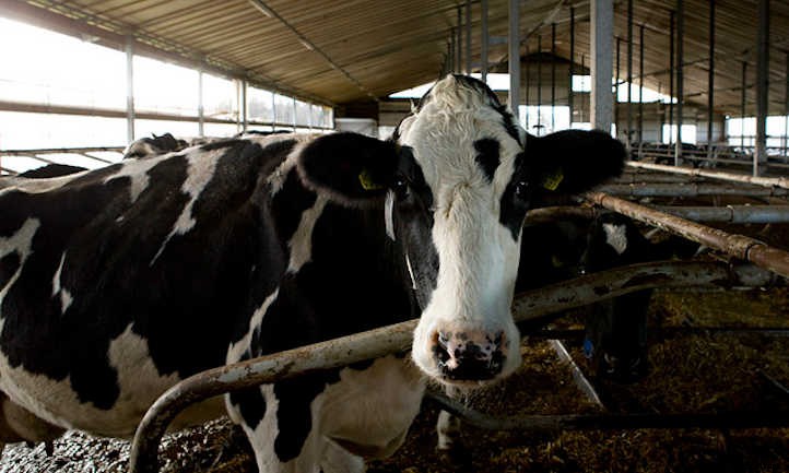 Cow Manure: How to Turn Poop into Peat