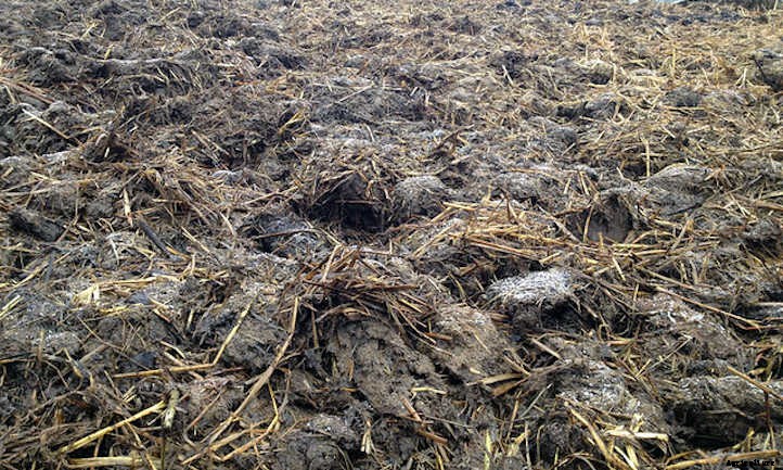 Cow Manure: How to Turn Poop into Peat