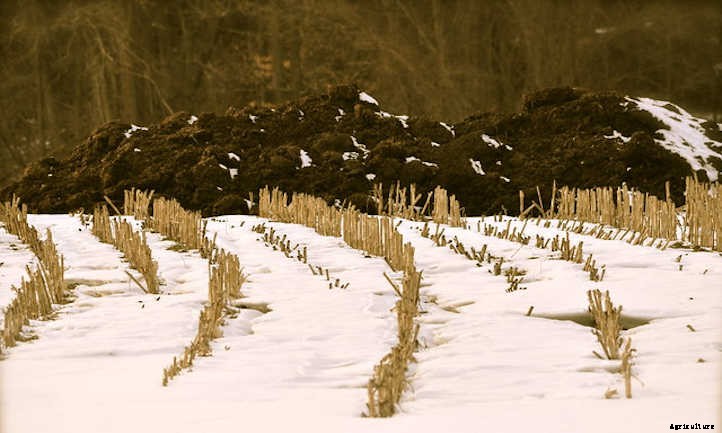 Cow Manure: How to Turn Poop into Peat