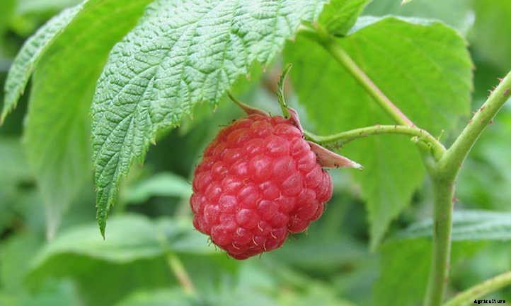 Growing Raspberries In Containers: Doing It Right