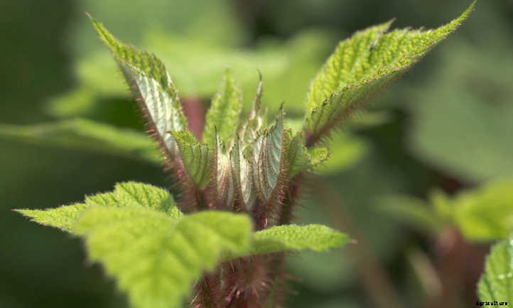 Growing Raspberries In Containers: Doing It Right