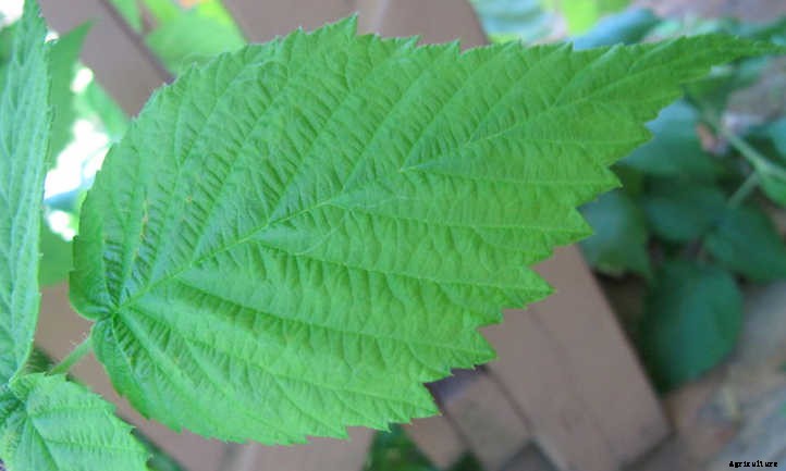 Growing Raspberries In Containers: Doing It Right