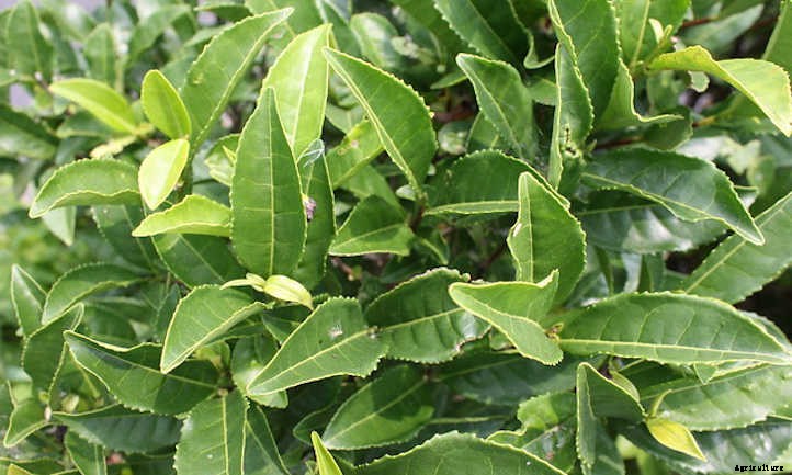 Growing Tea: Finding Zen in the Garden