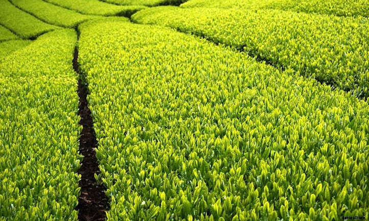 Growing Tea: Finding Zen in the Garden