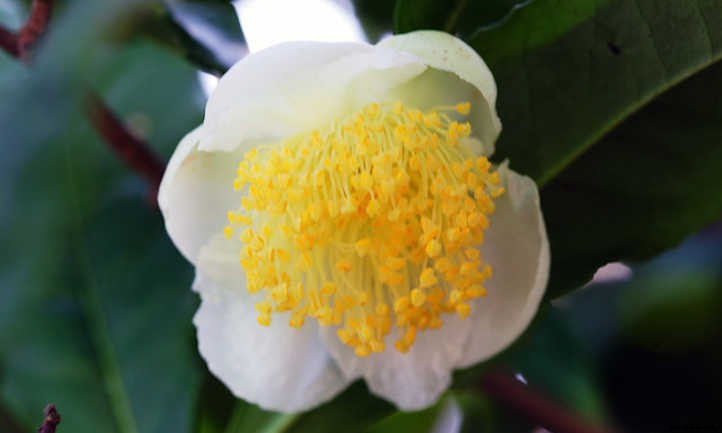 Growing Tea: Finding Zen in the Garden