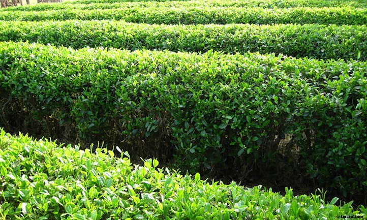 Growing Tea: Finding Zen in the Garden