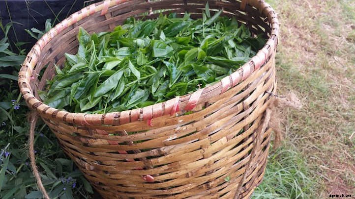 Growing Tea: Finding Zen in the Garden