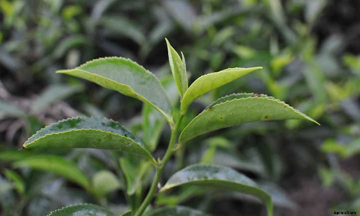 Growing Tea: Finding Zen in the Garden