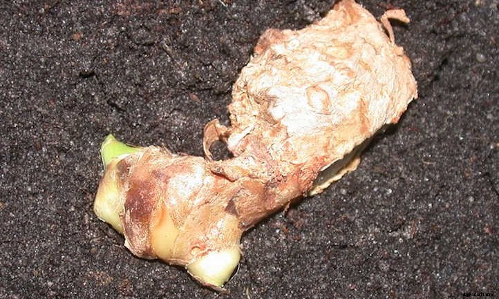 Ginger Plant: Adding Spice To Your Garden