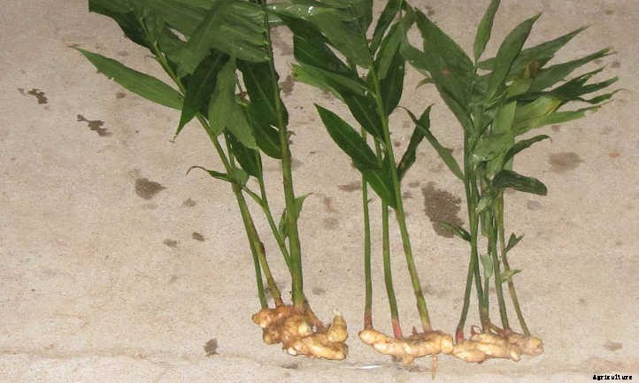 Ginger Plant: Adding Spice To Your Garden