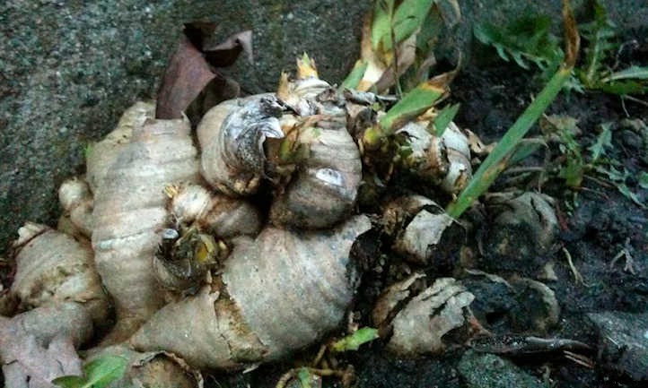 Ginger Plant: Adding Spice To Your Garden