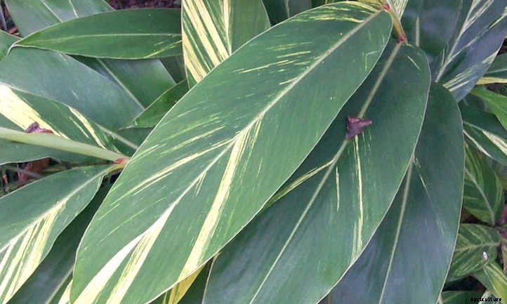 Ginger Plant: Adding Spice To Your Garden