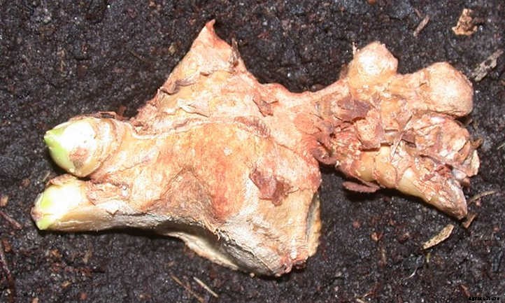 Ginger Plant: Adding Spice To Your Garden