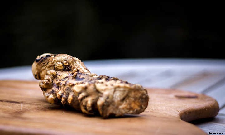Horseradish Plant: Hot Roots For Culinary Adventures