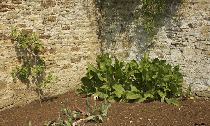 Horseradish Plant: Hot Roots For Culinary Adventures