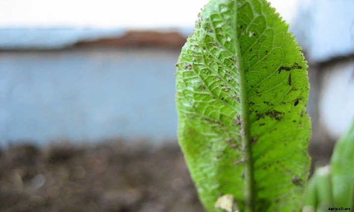 Horseradish Plant: Hot Roots For Culinary Adventures