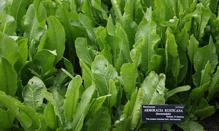 Horseradish Plant: Hot Roots For Culinary Adventures