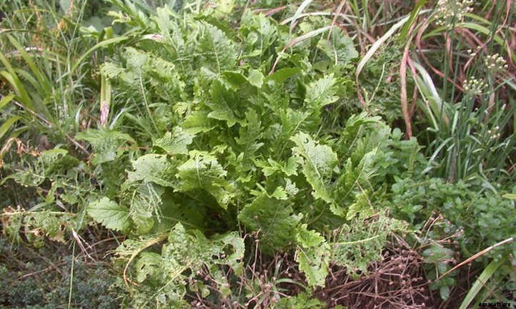 Horseradish Plant: Hot Roots For Culinary Adventures