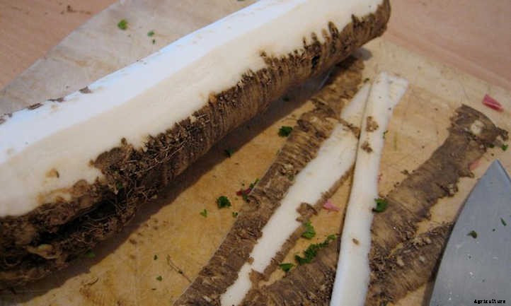 Horseradish Plant: Hot Roots For Culinary Adventures