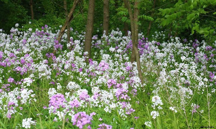 Dames Rocket: A Merrie Olde Gillyflower