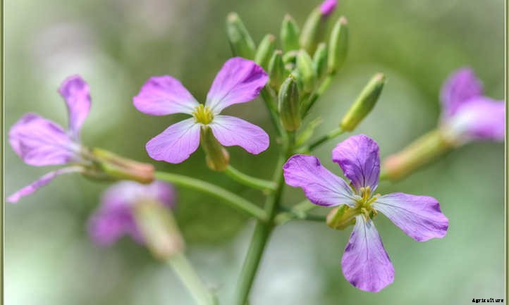 Dames Rocket: A Merrie Olde Gillyflower