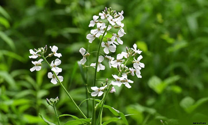 Dames Rocket: A Merrie Olde Gillyflower