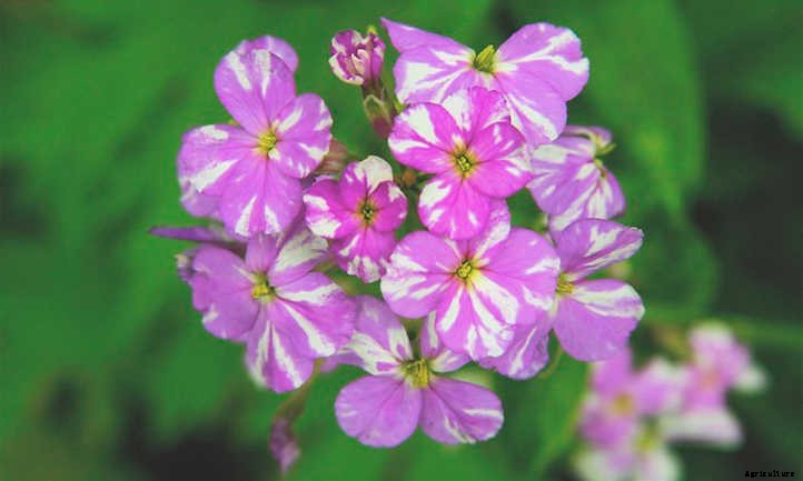 Dames Rocket: A Merrie Olde Gillyflower