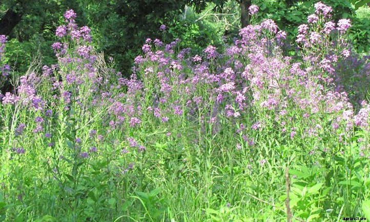 Dames Rocket: A Merrie Olde Gillyflower