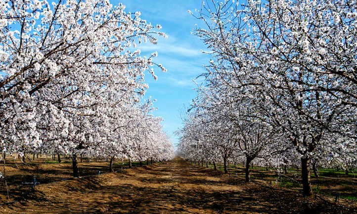 Almond Tree: Growing Your Favorite Snack