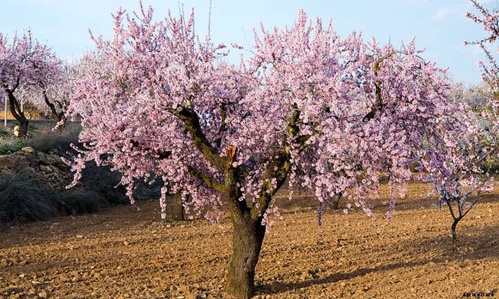 Almond Tree: Growing Your Favorite Snack