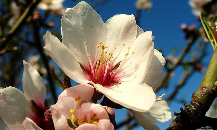 Almond Tree: Growing Your Favorite Snack