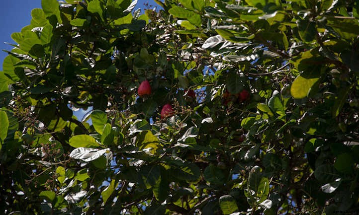 Almond Tree: Growing Your Favorite Snack