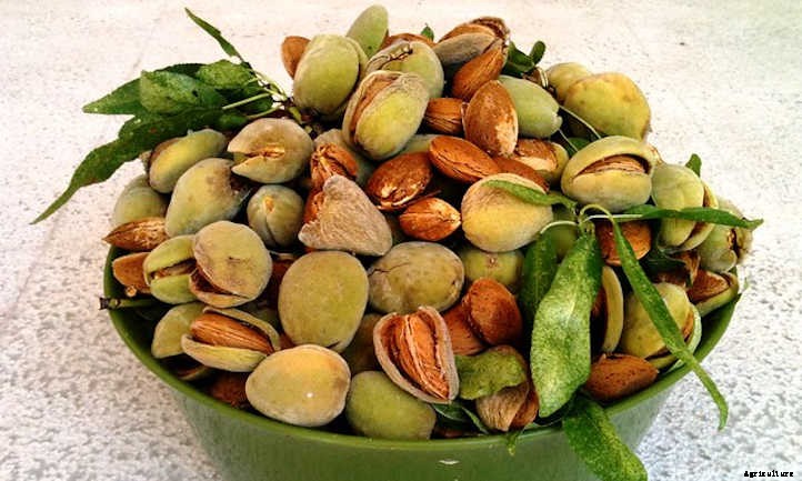 Almond Tree: Growing Your Favorite Snack