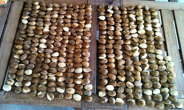 Almond Tree: Growing Your Favorite Snack
