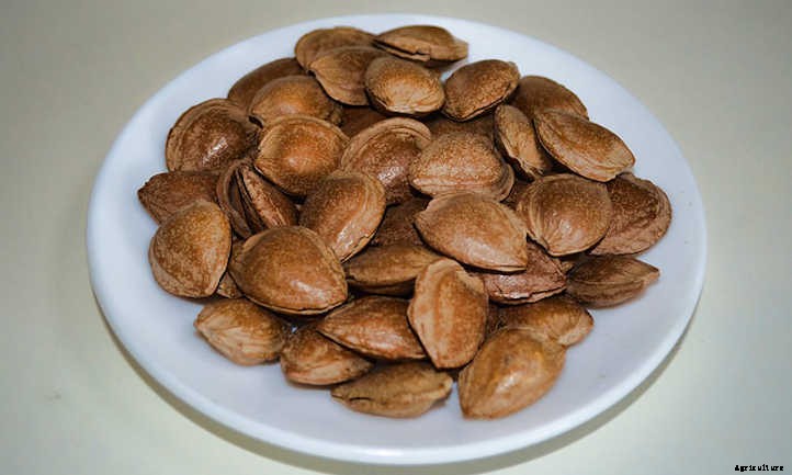 Almond Tree: Growing Your Favorite Snack