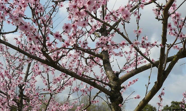 Almond Tree: Growing Your Favorite Snack