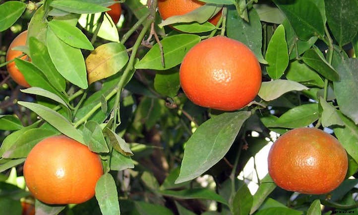Clementine Tree: Growing the Cutest Treat