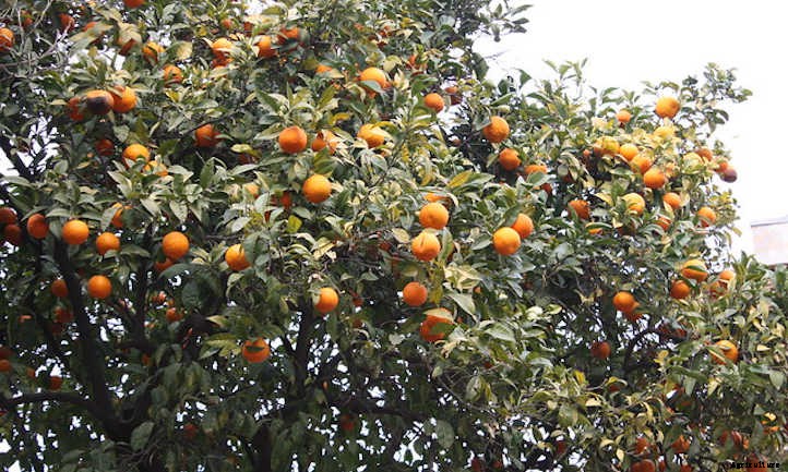 Clementine Tree: Growing the Cutest Treat