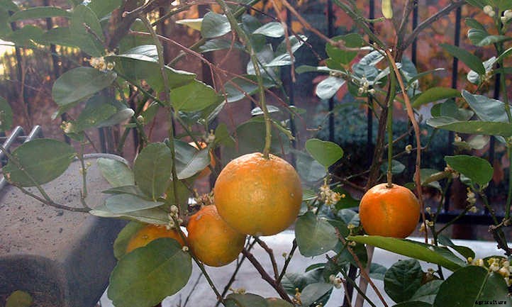 Clementine Tree: Growing the Cutest Treat