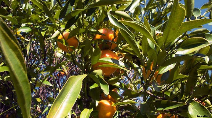 Clementine Tree: Growing the Cutest Treat